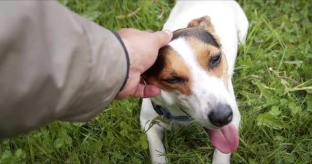 飼い主は犬のジャック・ラッセル・テリアの頭を撫でる。犬は舌を出して緑の牧草地に横たわっている. - 映像、動画