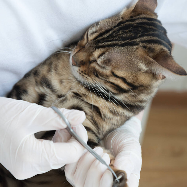 The veterinarian cuts off the cats claws. Doctors hands in gloves close-up. Receiving an animal in the clinic. - Photo, Image