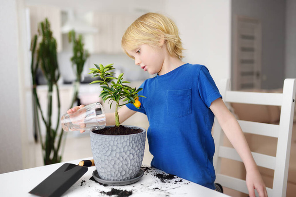 Preschooler boy watering a houseplant calamondin after transplanting into new big flowerpot. Fortunella. Home gardening. Little helper by chores. - Foto, immagini