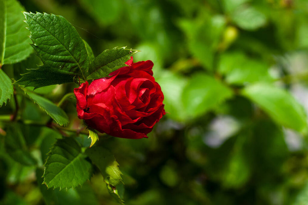 Rote Nahaufnahme Garten Rose Blume mit Bokeh verschwommenen Hintergrund Fotografie - Foto, Bild
