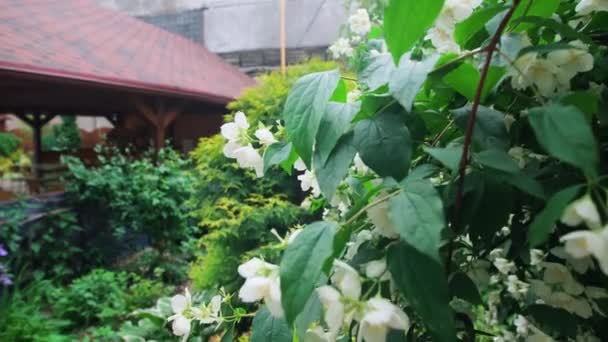 Witte bloemen in de groene tuin bij het houten huis. Bloemenbed in het voorjaar - Video