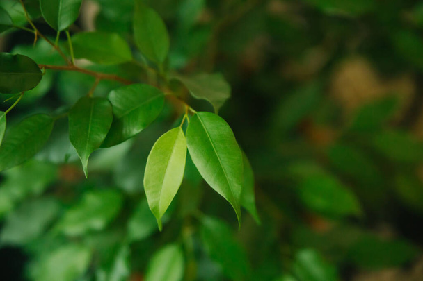 Benjamin's Ficus. Green leaves close-up. Houseplant. The home tree. - Фото, зображення