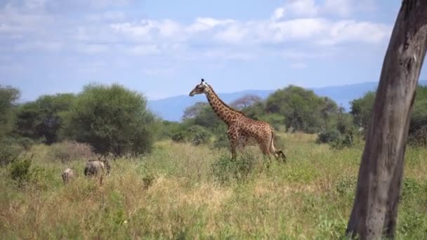 Kirahvi kävely Wildebeests laitumella Tansanian kansallispuistossa - Materiaali, video