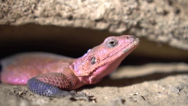 close-up van roze Mwanza platte rots agama hagedis, dier in natuurlijke habitat - Video