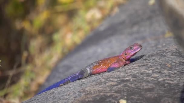 Mwanza Flat Headed Rock Agama Lizard on Rock, Tanzania, Animal Natural Habitat - Кадри, відео