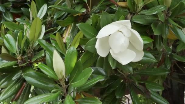 Beautiful white blooming magnolia flower and unopened bud next to a tree with juicy green leaves close-up. Flowering magnolia tree - Filmati, video