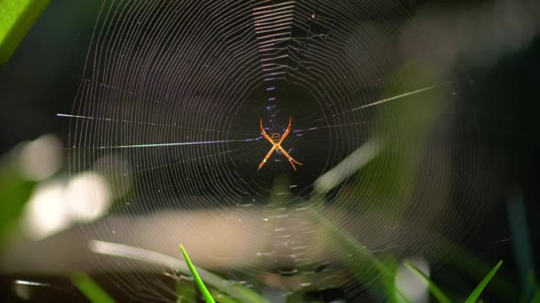 Spider in the center of the web shakes in the wind. - Footage, Video