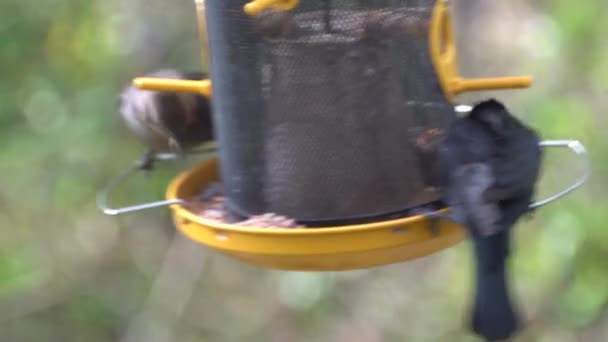 Két barna fejű tehénmadár magot eszik a madáretetőn egy szeles napon. - Felvétel, videó