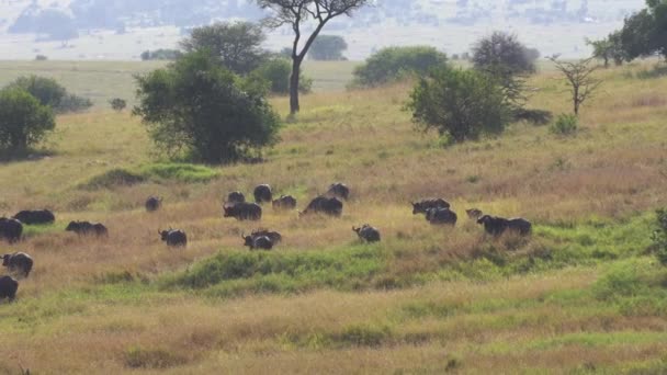 Afrika Ovası 'nın Meadow' unda Afrika Bufalo Sürüsü Göç Ediyor - Video, Çekim