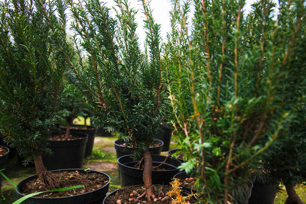 Saplings van pijnbomen, sparren, sparren en andere naaldbomen in potten in kwekerijen. - Foto, afbeelding