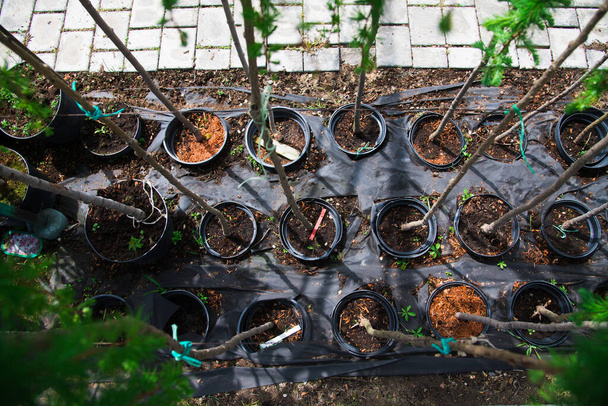 Рослинний розплідник. Ряди молодих берези в пластикових горщиках на розпліднику рослин
 - Фото, зображення