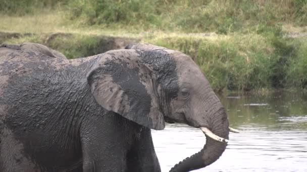 Primer plano: cámara lenta del elefante joven que se enfría con agua de estanque fangosa
 - Metraje, vídeo