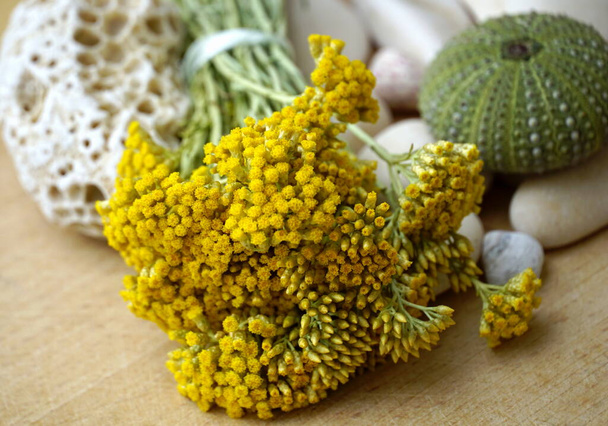 Closeup view of blooming immortelle or everlasting plant from Dalmatia in Croatia - Photo, Image
