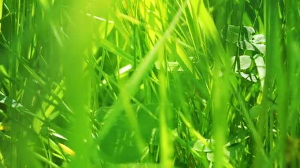 Sluiten van groen gras - Video