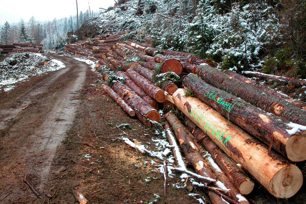 Legname rotondo e neve, deposito legno in inverno
 - Foto, immagini