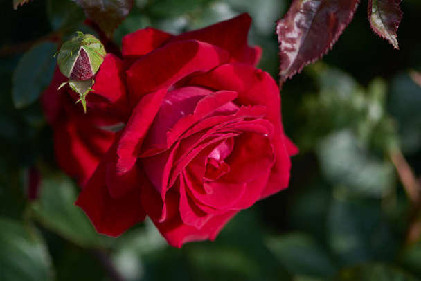 Kukka punainen ruusu kesäpuutarhassa. Vilkkaasti nousi tulirokko terälehtiä. Koristeellinen kukinta kasvi. - Valokuva, kuva
