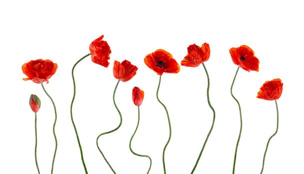 Samenstelling van bloeiende rode tuin klaprozen met gedraaide stengels op een witte achtergrond. Affiche, banner, kaart - Foto, afbeelding