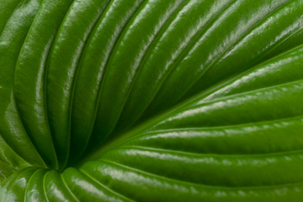 Close up nature view of green leaf of host in garden. Концепция экологии
. - Фото, изображение