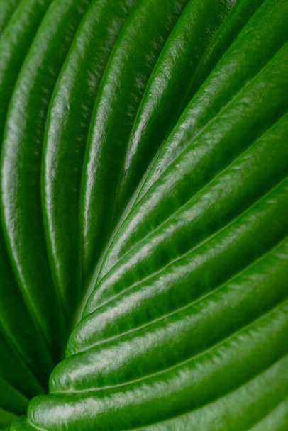 Closeup nature view of green leaf of host  in garden.   Ecology concept. - Photo, Image