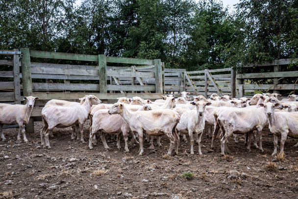 Ovce při stříhání v Oamaru, Nový Zéland. Farma produkuje Merinos vlnu. - Fotografie, Obrázek