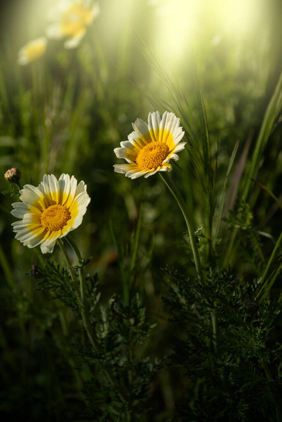 Glebionis Coronaria Crisantemos, una margarita blanca y amarilla. Nombres comunes: garland chrysanthemum - Foto, Imagen