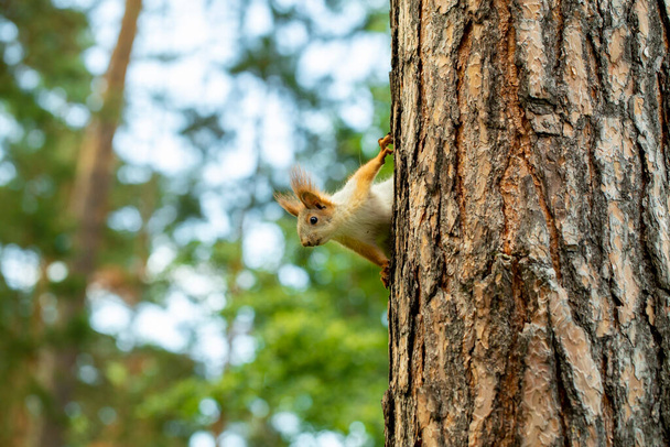 білка проходить через дерева в сосновому лісі в пошуках їжі, на початку весни
 - Фото, зображення