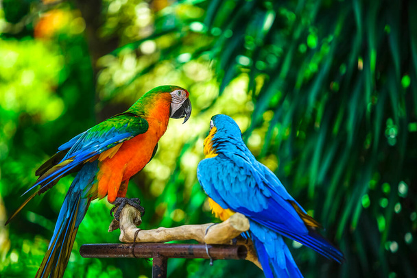 Malang Indonezja 20 czerwca 2020: Piękny widok papugi na backgorund i tapety, Papuga siedzi na gałęzi naturalne - Zdjęcie, obraz