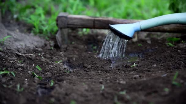 Zavlažování půdy po výsadbě organických semen v zahradě - Záběry, video
