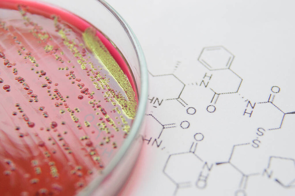 Βακτήρια μακροφωτογραφημένα μέσα σε Petri πιάτα στο εργαστήριο. - Φωτογραφία, εικόνα
