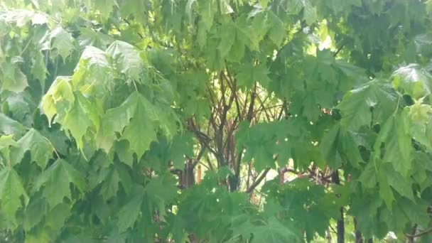 Великі краплі тропічного дощу падають на зелене листя дерева під час сезону мусонів. Промені сонця прориваються крізь корону дерева. Заспокійливе відео для відпочинку
. - Кадри, відео