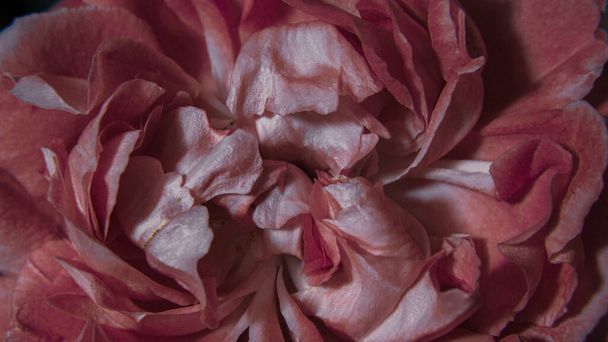 Pink rose and white petals - Photo, Image