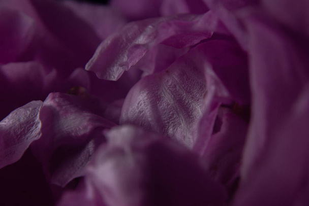 Pink rose and petals whit black background - Photo, Image