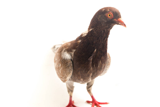 běžný hnědý holub nebo holubice izolované na bílém pozadí - Fotografie, Obrázek