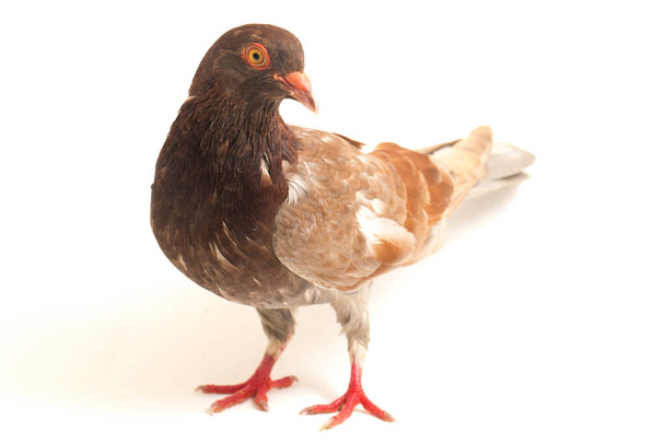 běžný hnědý holub nebo holubice izolované na bílém pozadí - Fotografie, Obrázek
