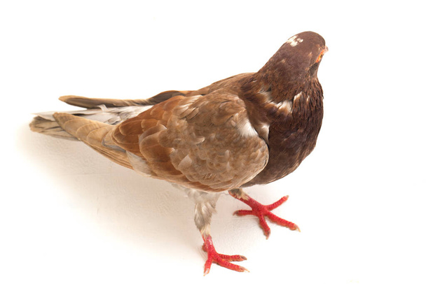 звичайний коричневий голуб або голуб ізольовані на білому тлі
 - Фото, зображення