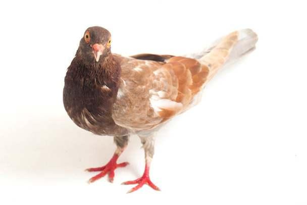 pombo castanho comum ou pomba isolada sobre fundo branco
 - Foto, Imagem