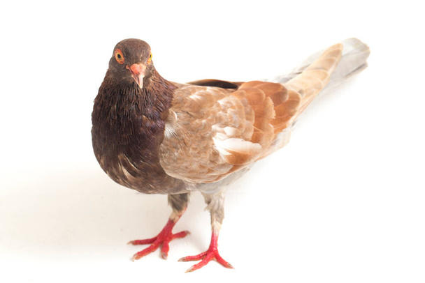 обычный коричневый голубь или голубь изолированы на белом фоне
 - Фото, изображение