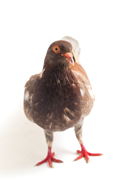 paloma marrón común o paloma aislada sobre un fondo blanco
 - Foto, imagen