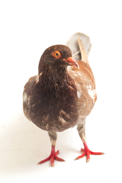 共通の褐色の鳩や鳩は白い背景に隔離され - 写真・画像