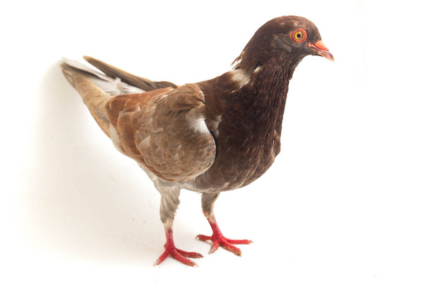 pombo castanho comum ou pomba isolada sobre fundo branco
 - Foto, Imagem