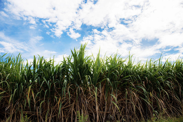 Сахарный тростник на поле с небом летом
. - Фото, изображение