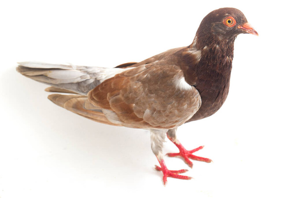 paloma marrón común o paloma aislada sobre un fondo blanco
 - Foto, Imagen