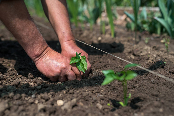 Κοντινό πλάνο των χεριών του κηπουρού φυτεύοντας ένα σπορόφυτα πιπεριού στον λαχανόκηπο - επιλεκτική εστίαση - Φωτογραφία, εικόνα