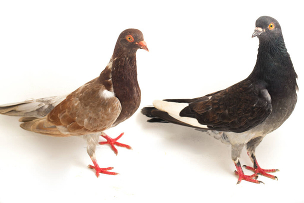 Un par de palomas o palomas negras marrones comunes aisladas sobre un fondo blanco
 - Foto, Imagen