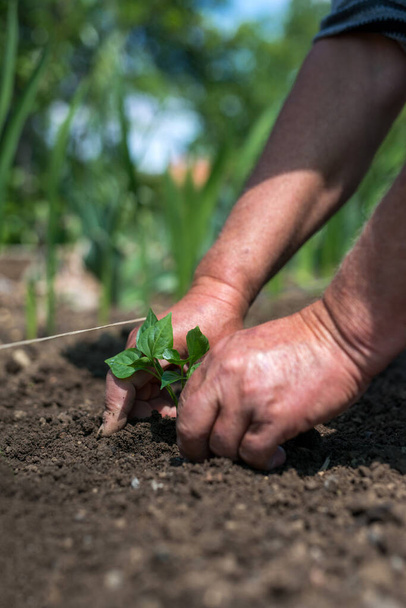 Close up of gardener's hands planting a pepper seedling in the vegetable garden - selective focus - Photo, image