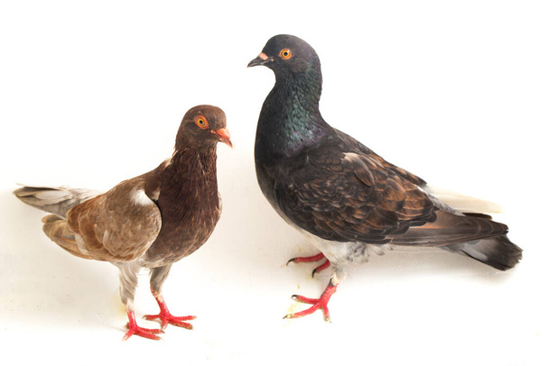 piccione nero grigio comune o colomba isolata su fondo bianco
 - Foto, immagini