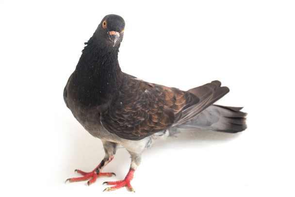 common grey black pigeon or dove isolated on a white background - Photo, Image