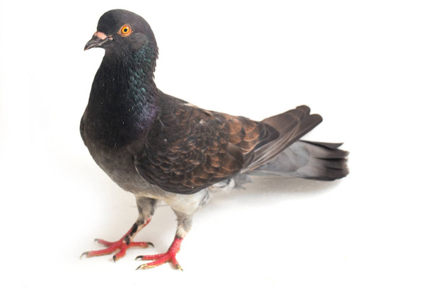 gemeine graue schwarze Taube oder Taube isoliert auf weißem Hintergrund - Foto, Bild