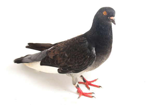 Genel gri siyah güvercin ya da güvercin beyaz arka planda izole edilmiş. - Fotoğraf, Görsel