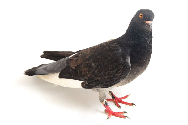 běžný šedý černý holub nebo holubice izolované na bílém pozadí - Fotografie, Obrázek